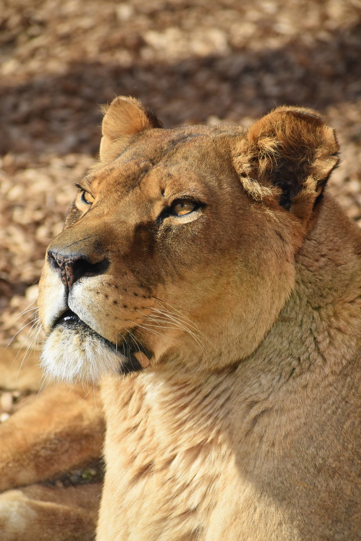 Lioness - Panthera leo