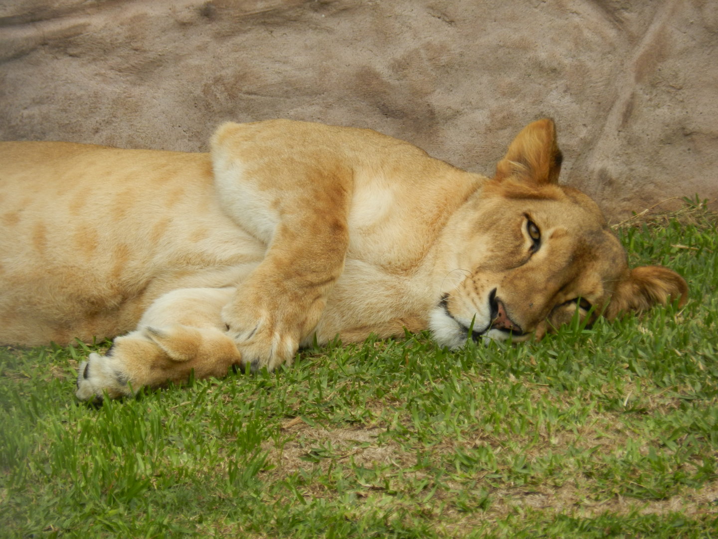 Lioness - Parque de Las Leyendas