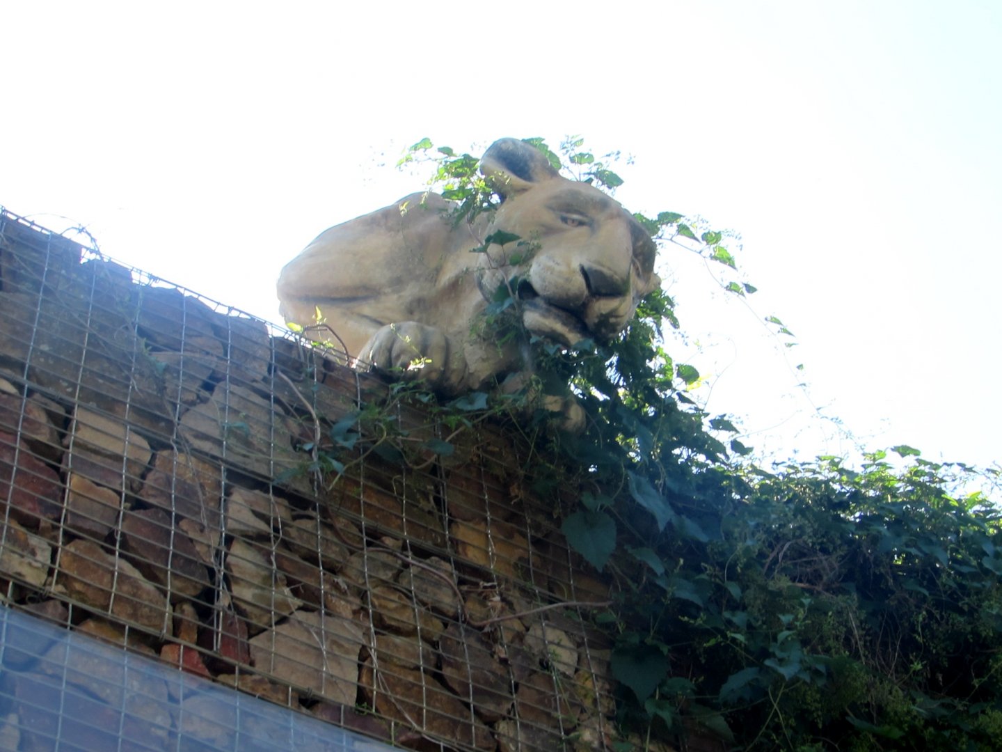 Lioness. Pavilion guardian - July/2017