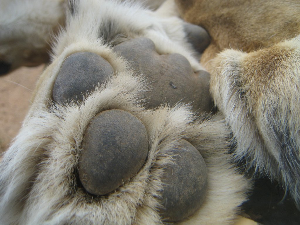 Lioness paw