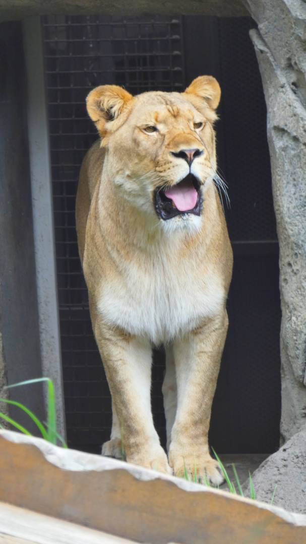 Lioness, Pepper Family Wildlife Center - July 2022