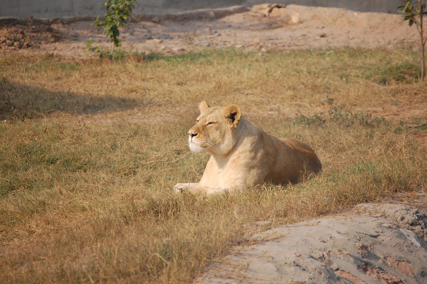 Lioness - Peshawar zoo 8/12/2018