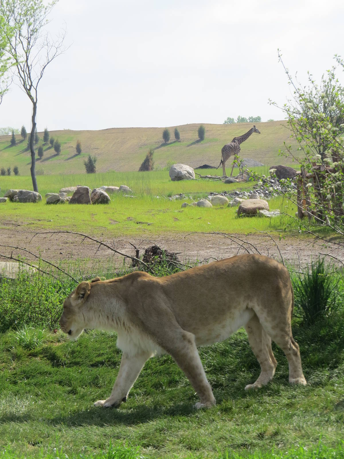 Lioness ready for a hunt