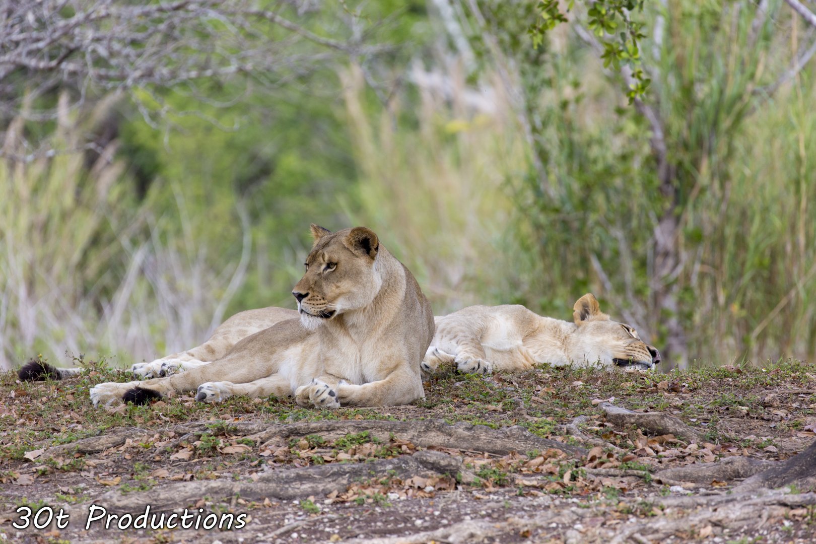 Lioness resting