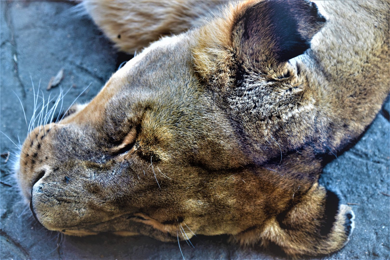 Lioness sleeping next to the glass