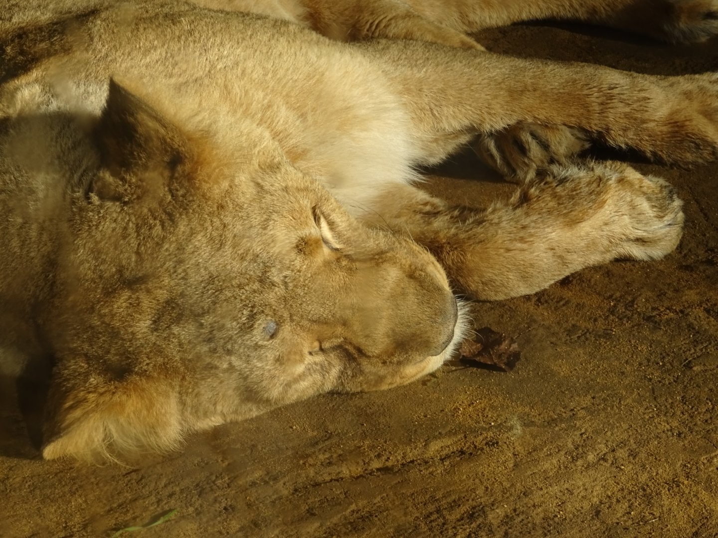 Lioness sleeping