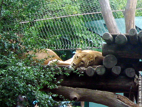 Lioness Somali at Zoo Vienna