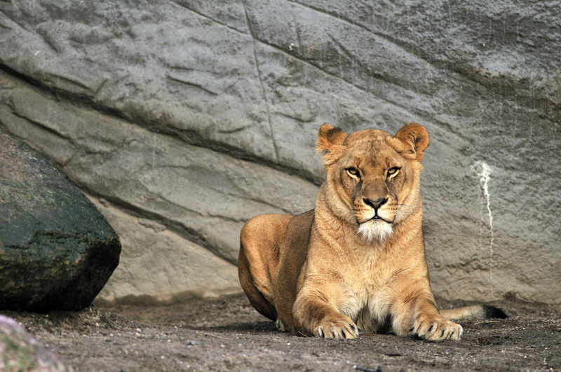 Lioness Tawanga at Hagenbeck