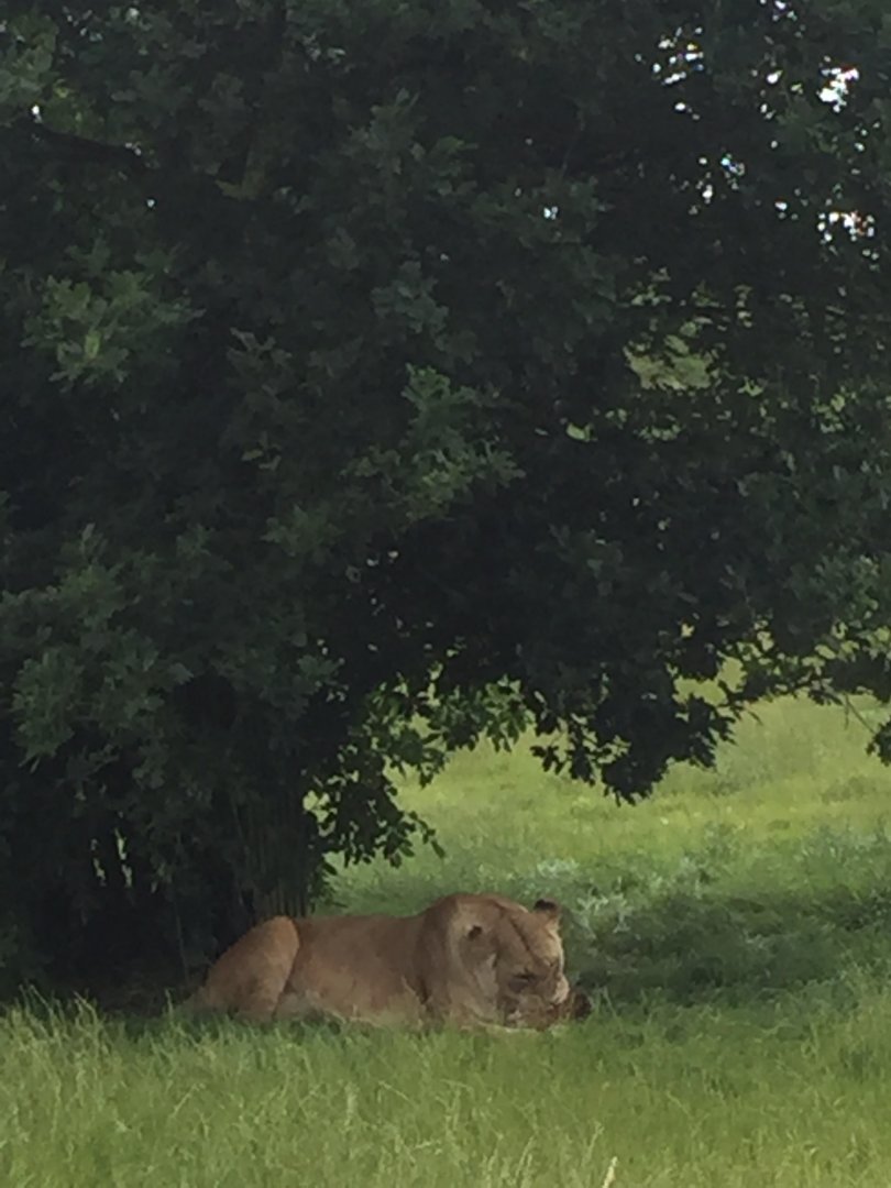 Lioness tearing meat