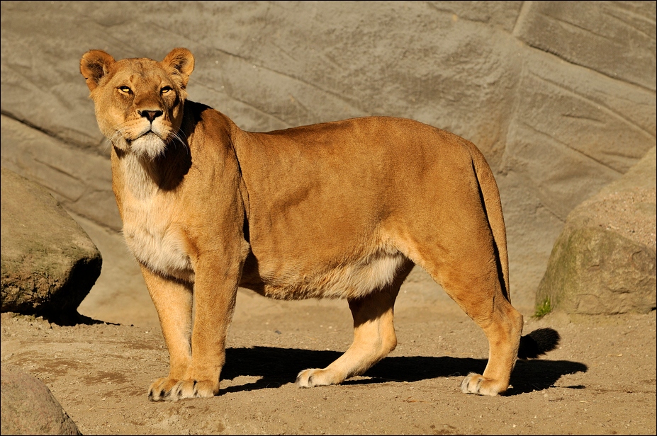 Lioness Tembesi at Hamburg