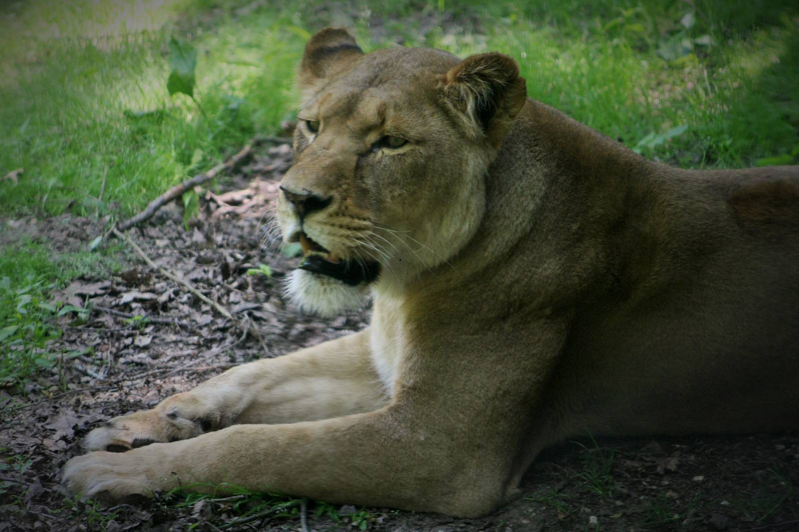 Lioness (The Safari)
