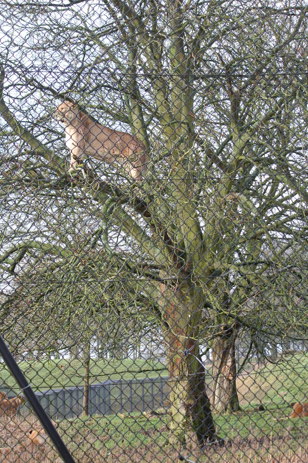 Lioness up a tree
