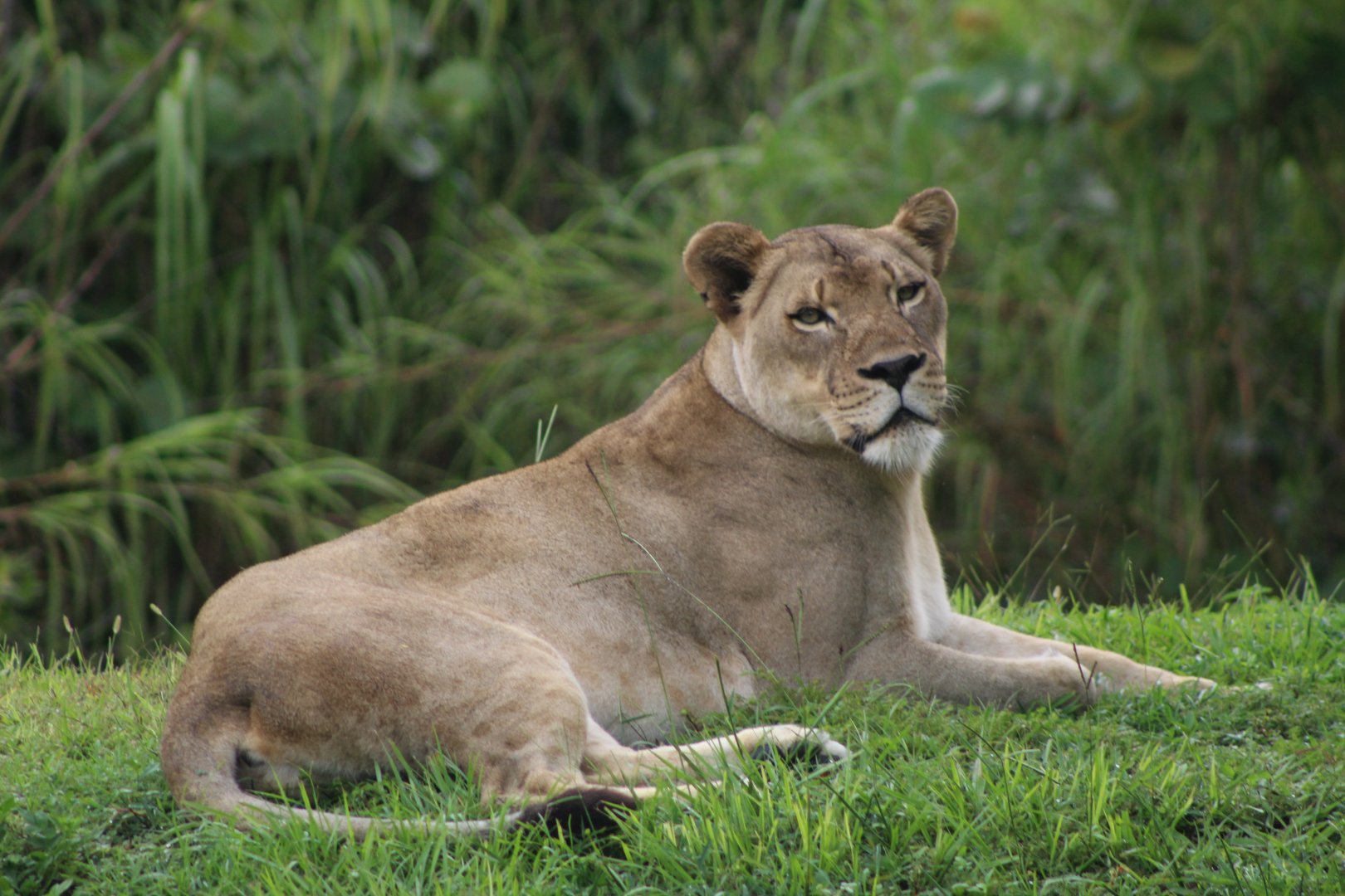 Lioness Up-Close