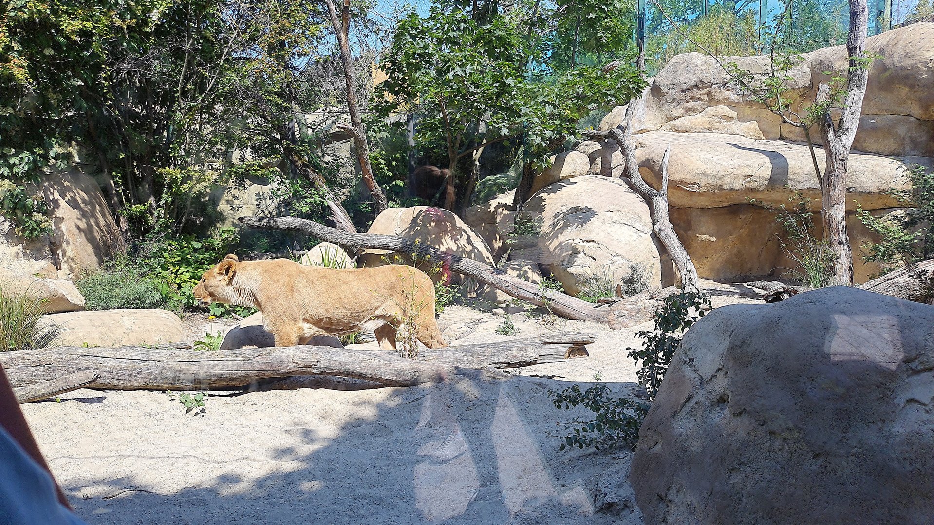 Lioness viewed through the viewing gallery- Tiergarten Schönbrunn