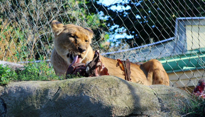 Lioness w/ Carcass
