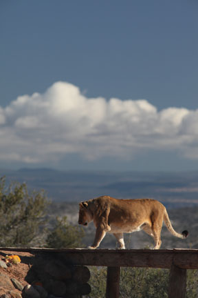 lioness with a view