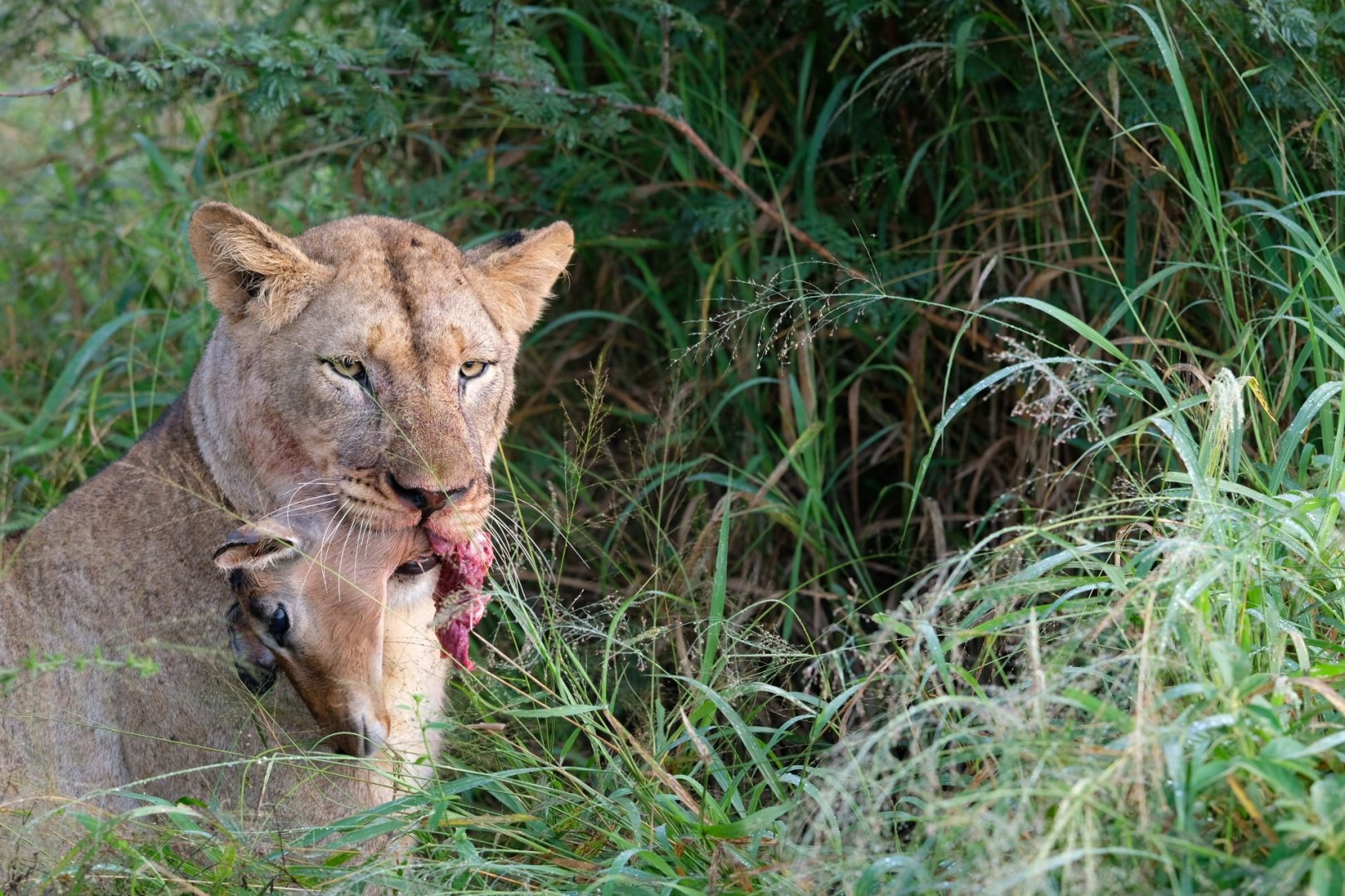 Lioness with fresh kill