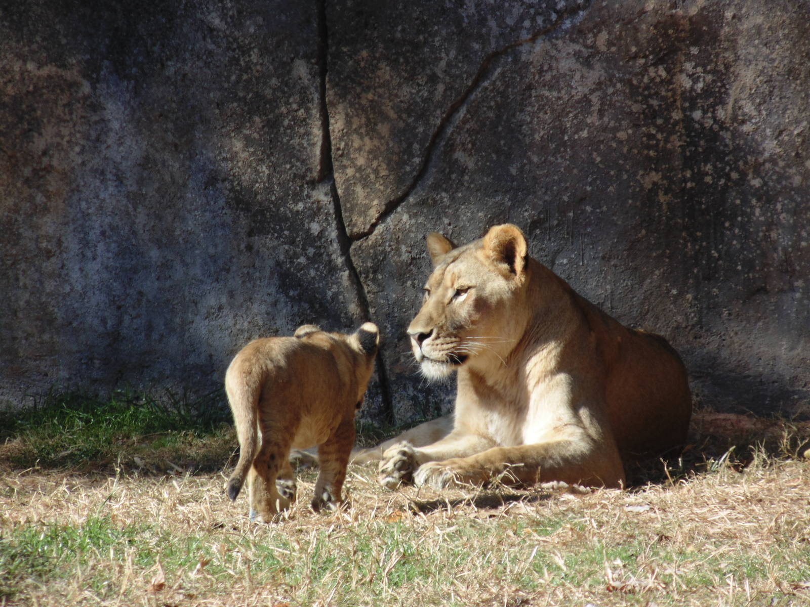 Lioness with her cub