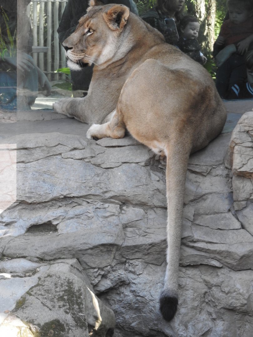 Lioness with onlookers