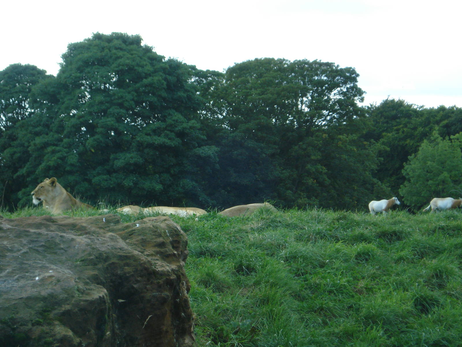Lioness with Scimitar-horned Oryx in the background