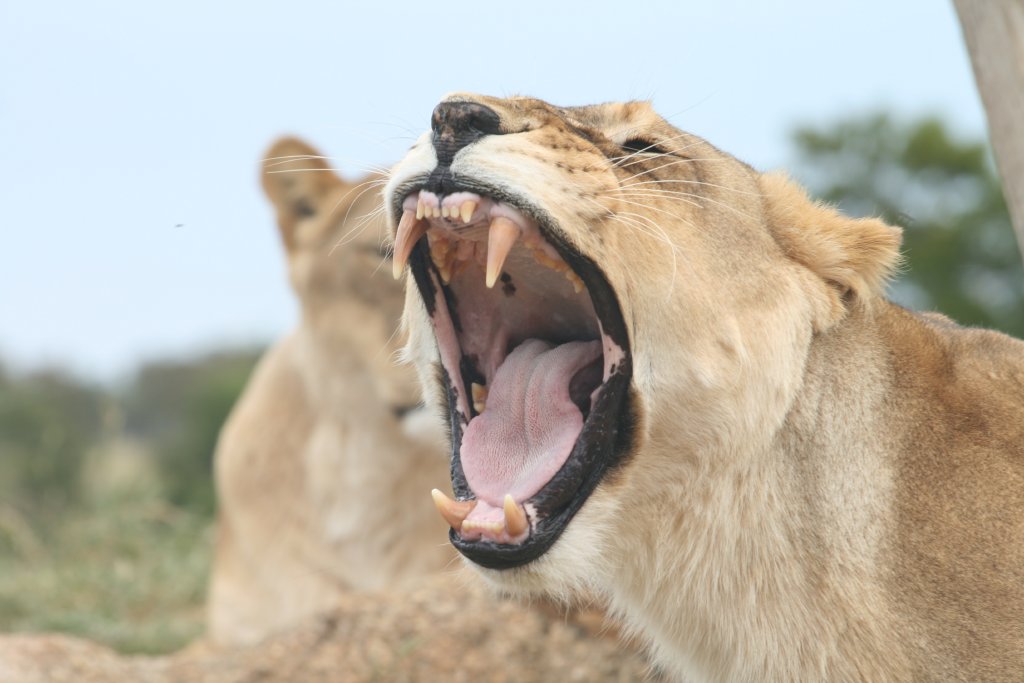 Lioness yawning