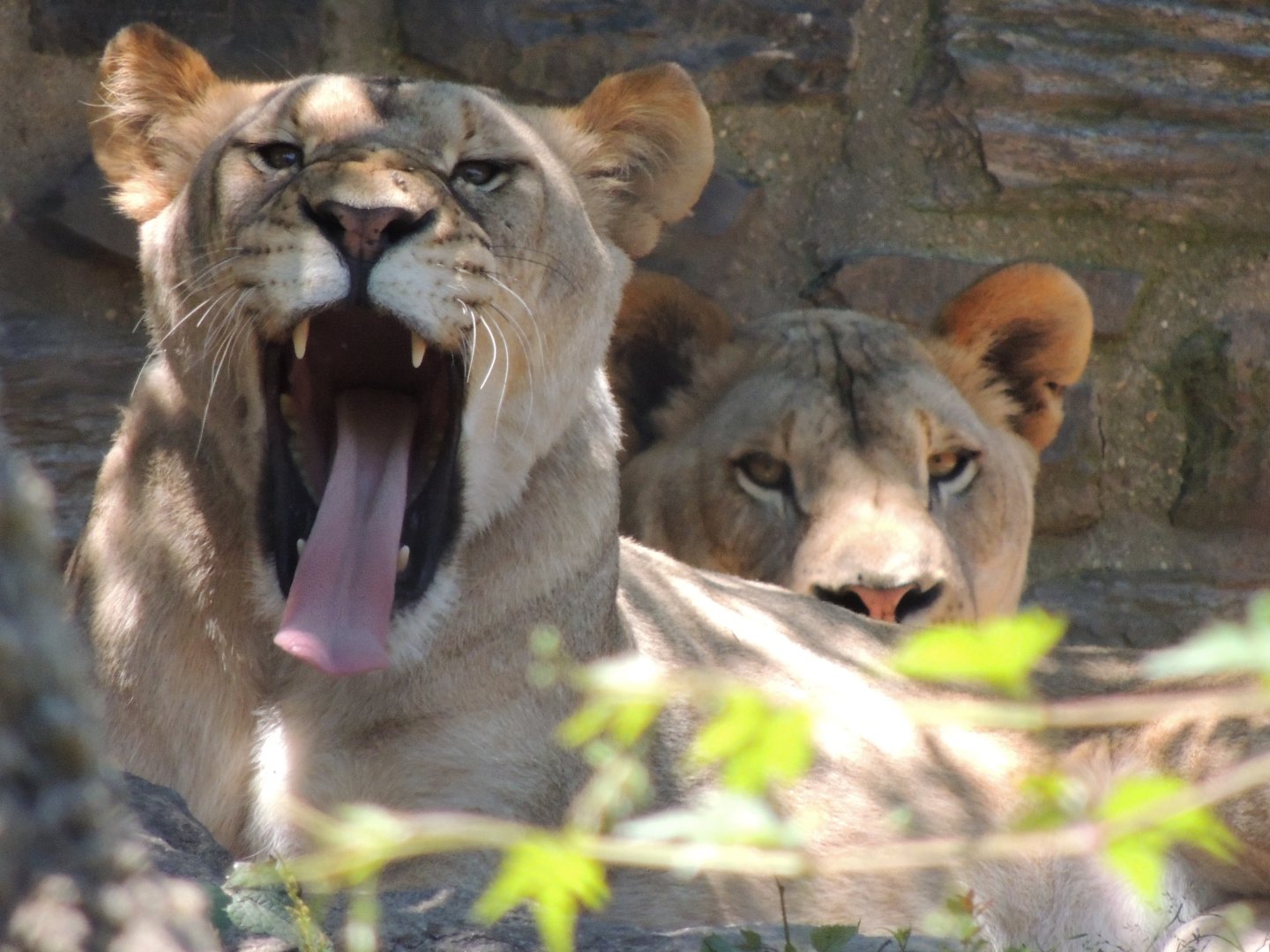 Lioness Yawning