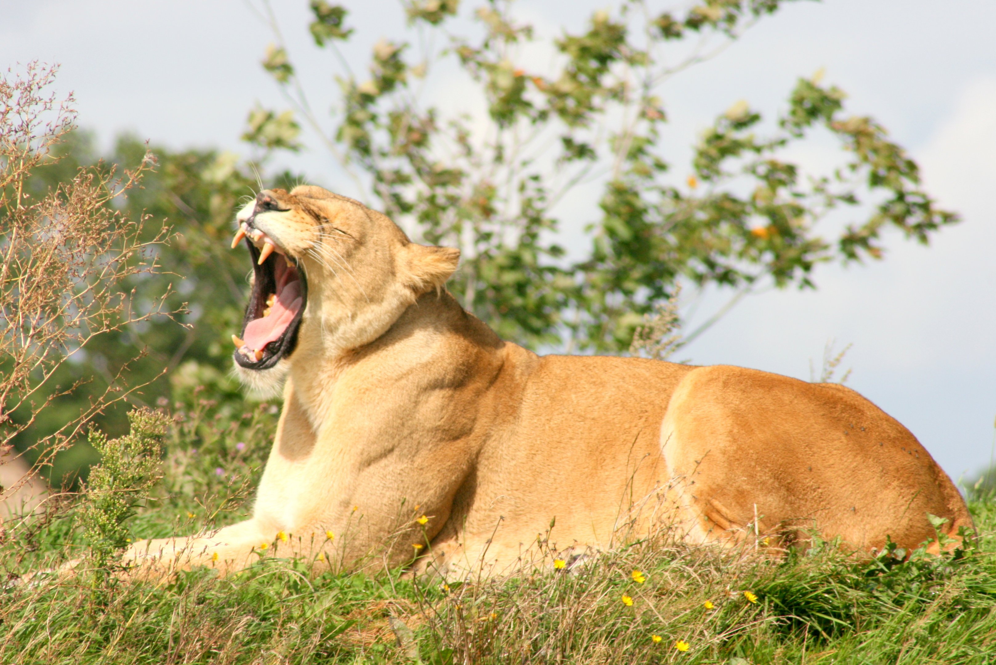Lioness; Yorkshire Wildlife Park; 19th August 2017