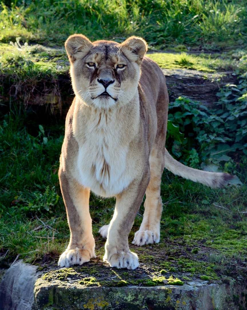 Lioness - YWP 26/10/2019