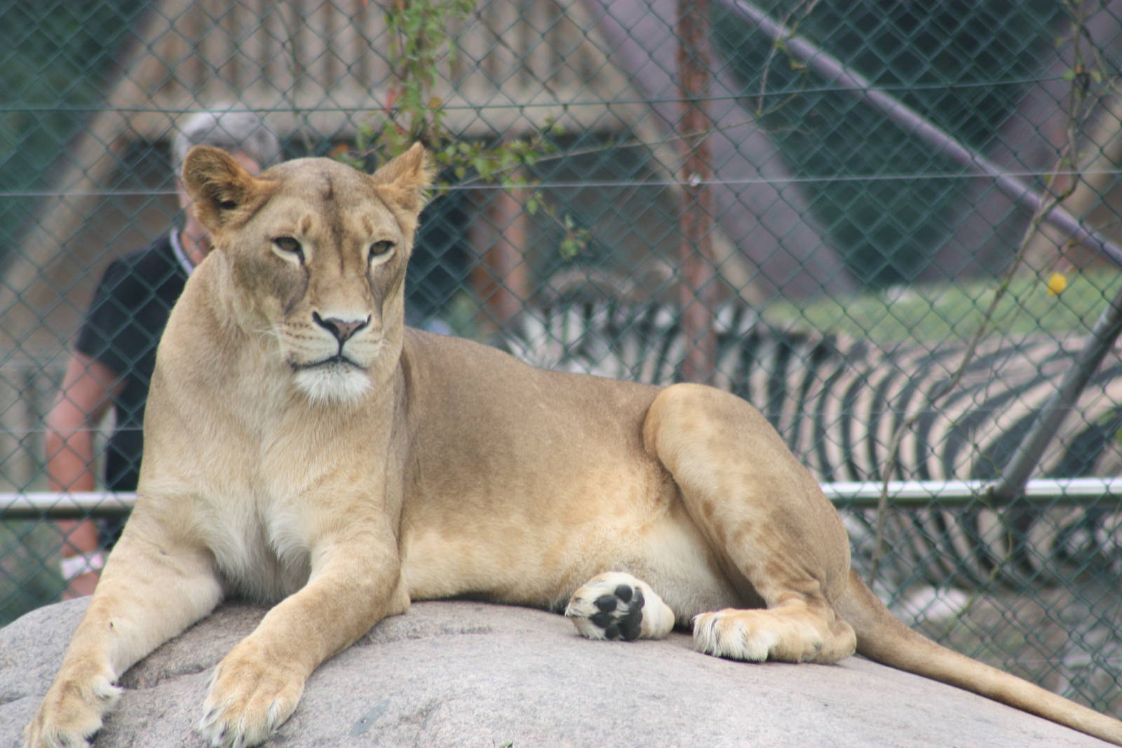 Lioness