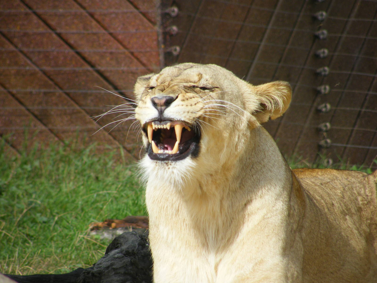 lioness