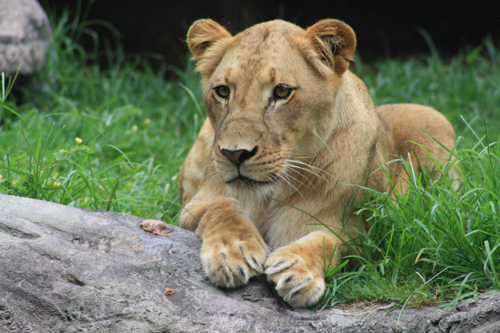 Lioness
