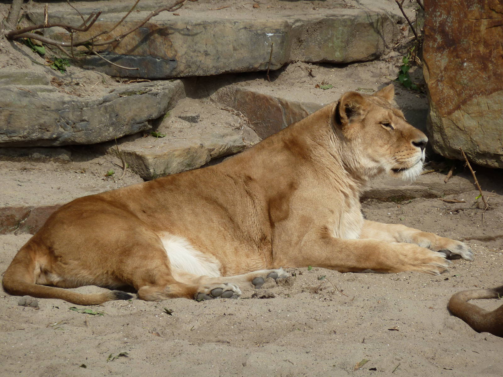 Lioness