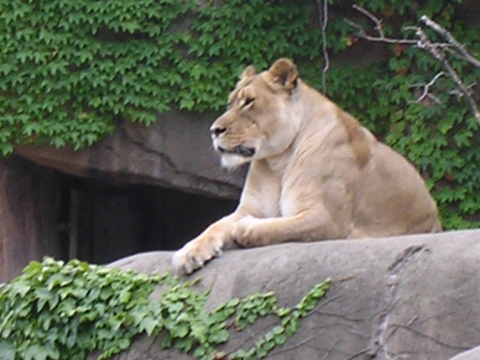 Lioness