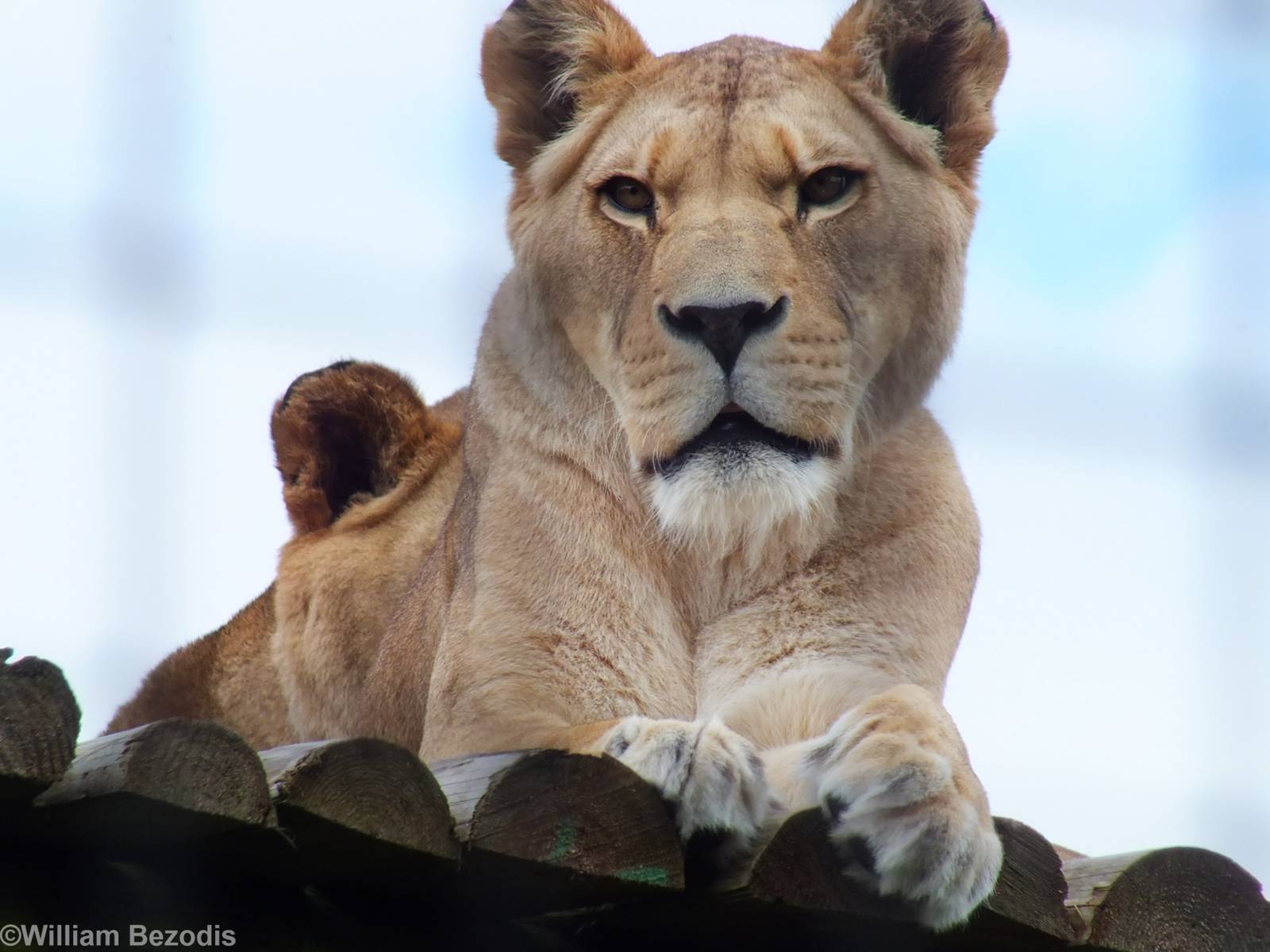 Lioness