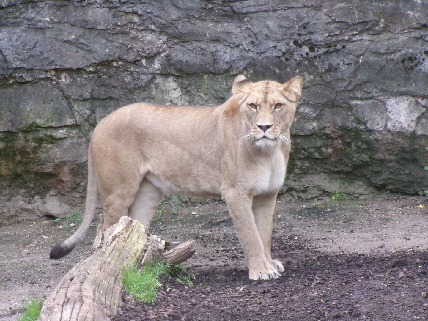 Lioness