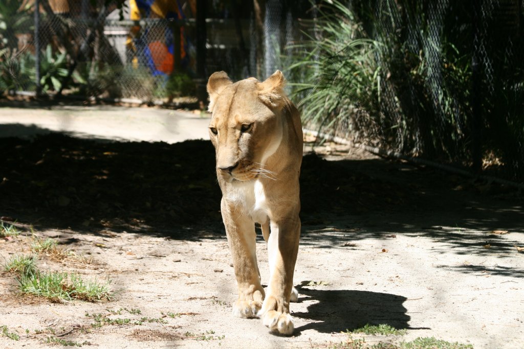 Lioness