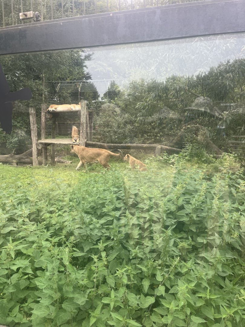 Lionesses and cubs (Panthera leo) (8/28/25)
