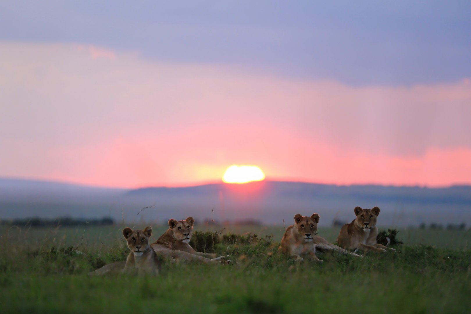 Lionesses at sunset