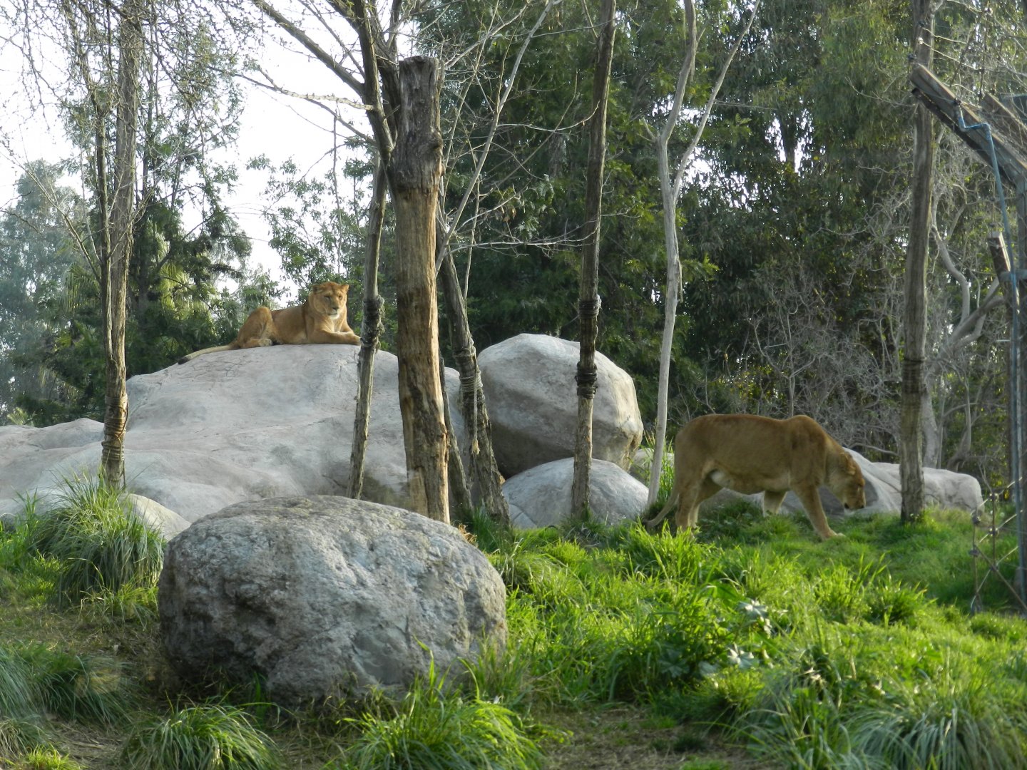 Lionesses - Buin zoo