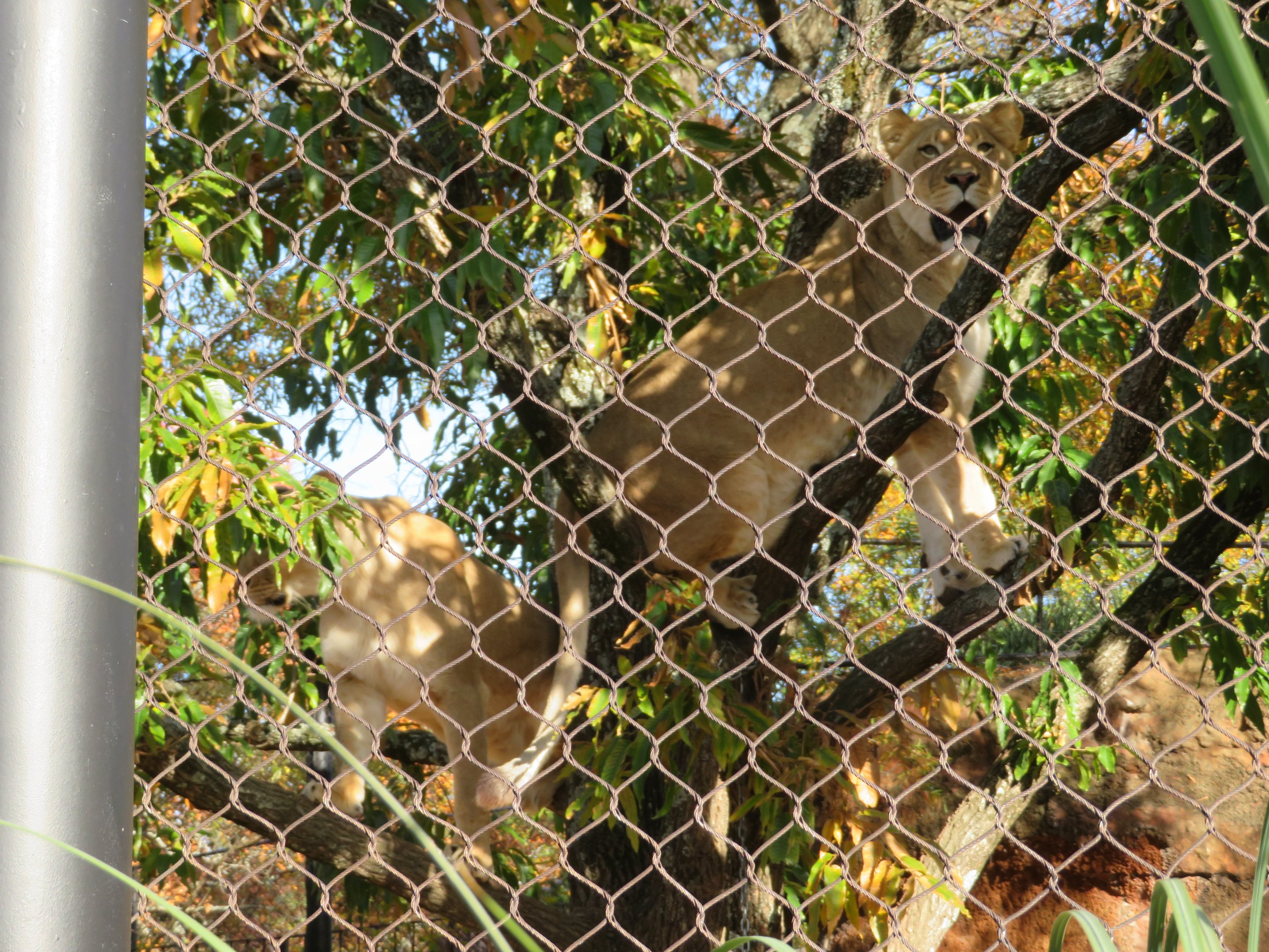 Lionesses in Tree