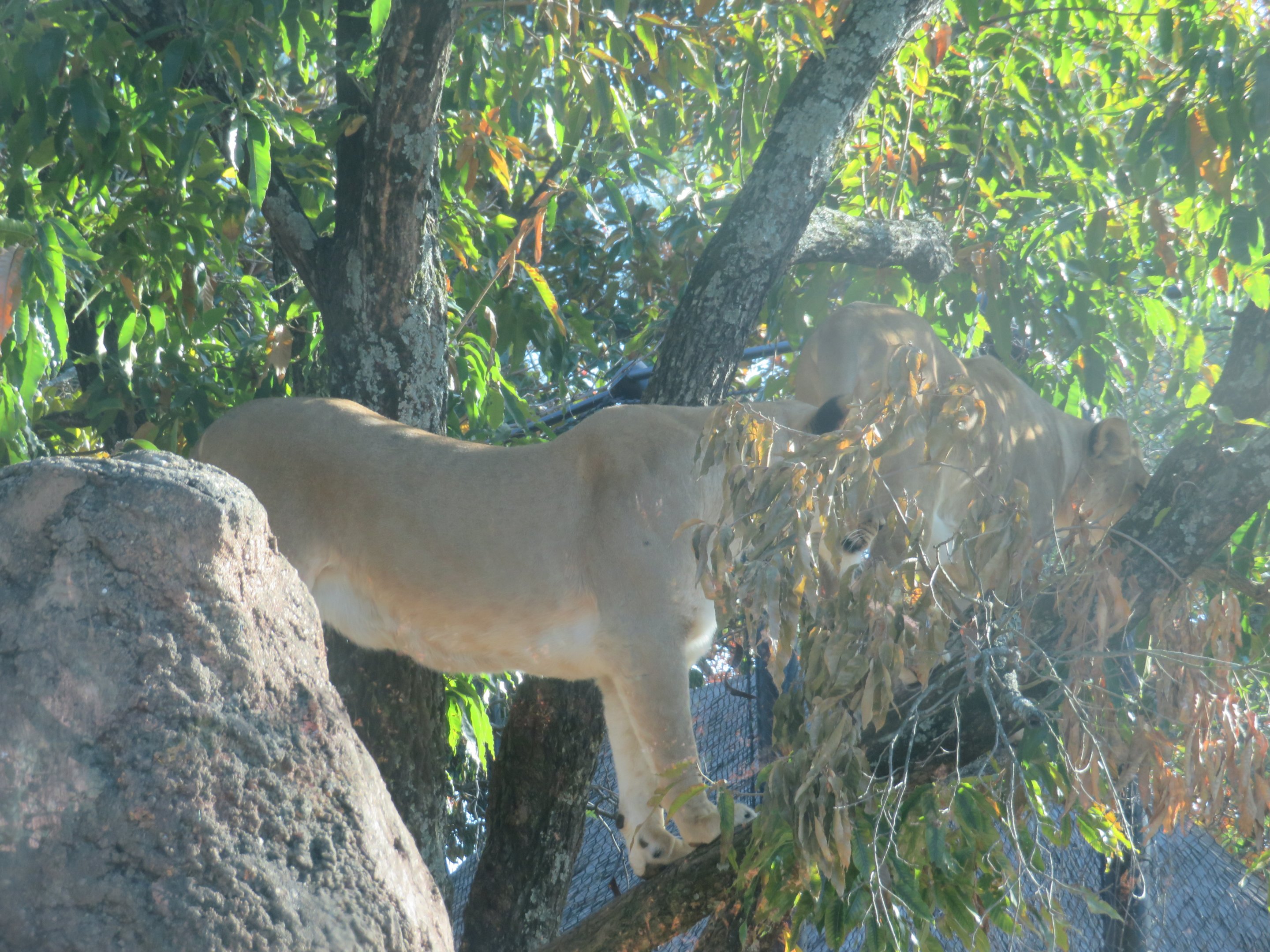 Lionesses in Tree
