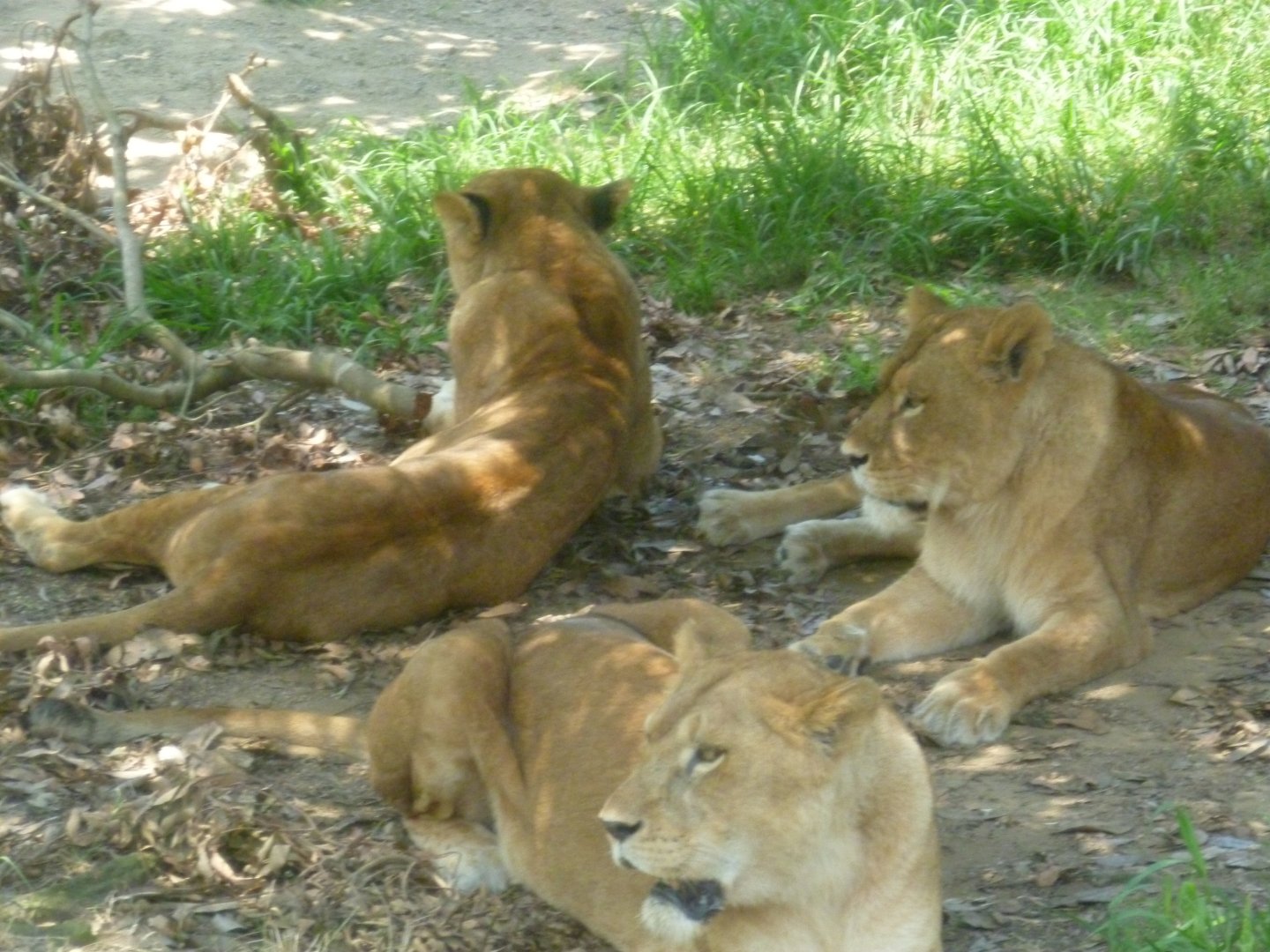 Lionesses July 2016