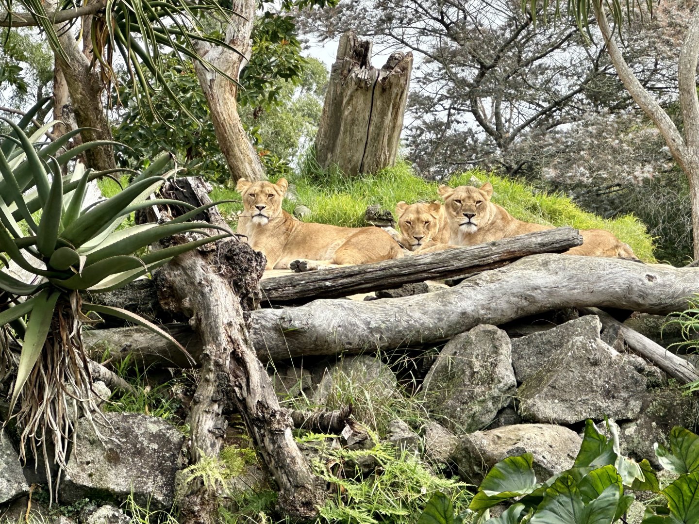 Lionesses (Lion Hill)