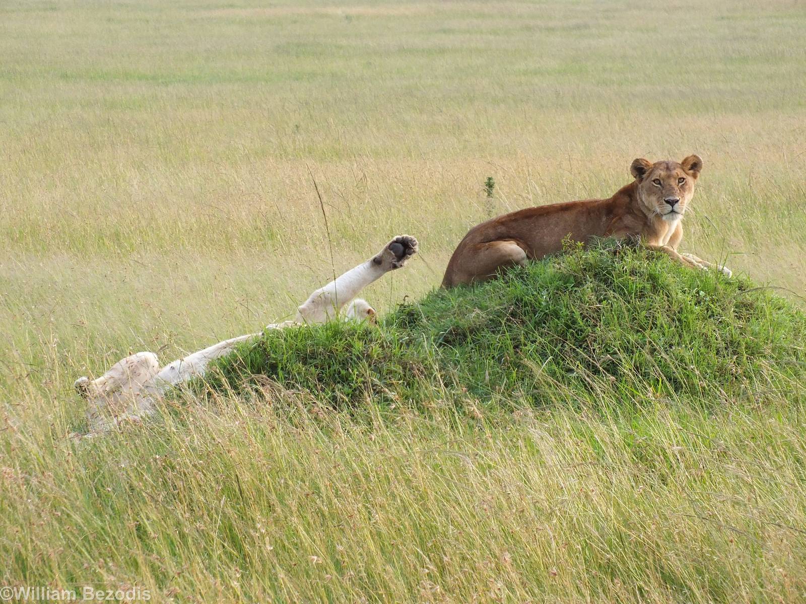 Lionesses - Maasai Mara