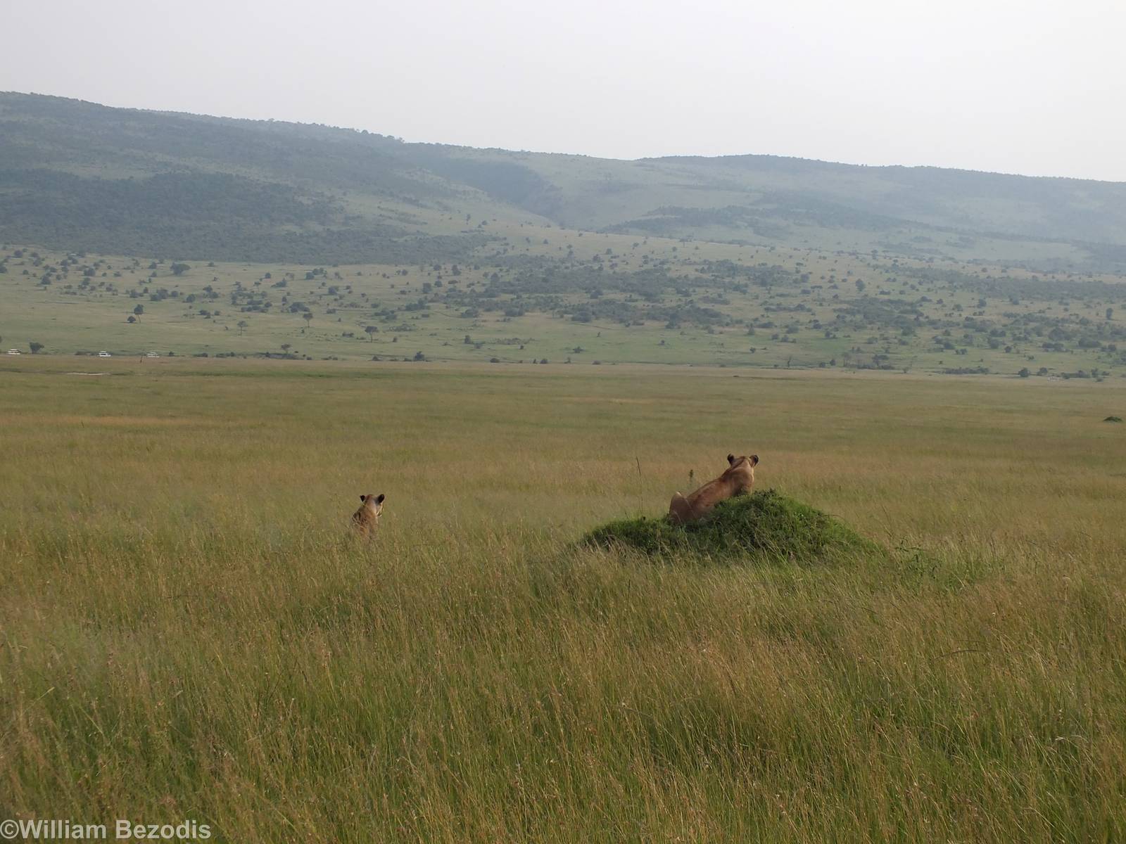 Lionesses Watching over the Plain - Maasai Mara