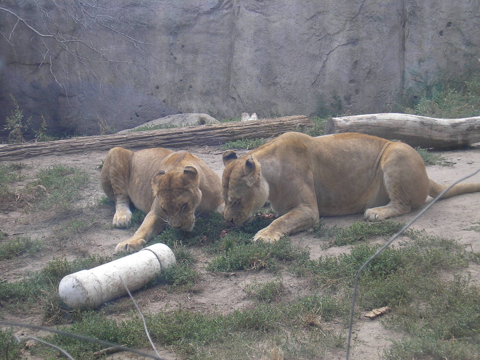 Lionesses