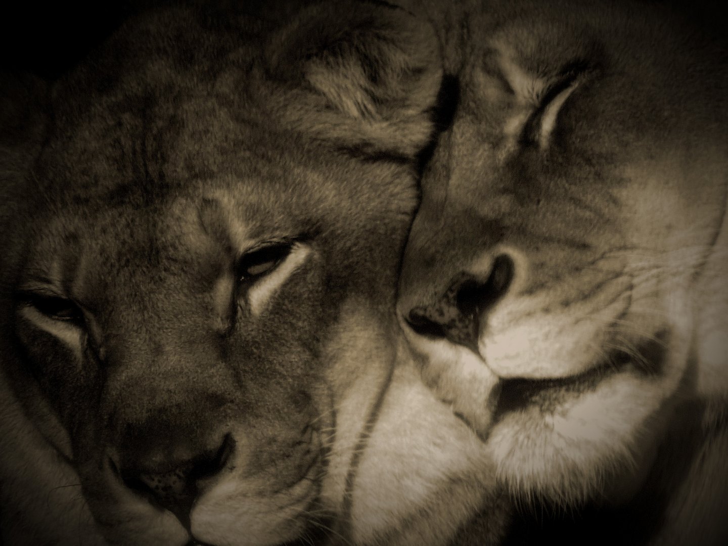 Lionesses