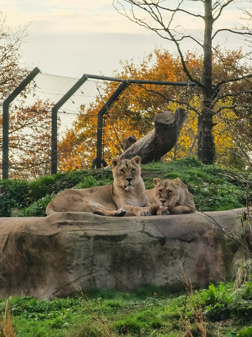 Lionesses