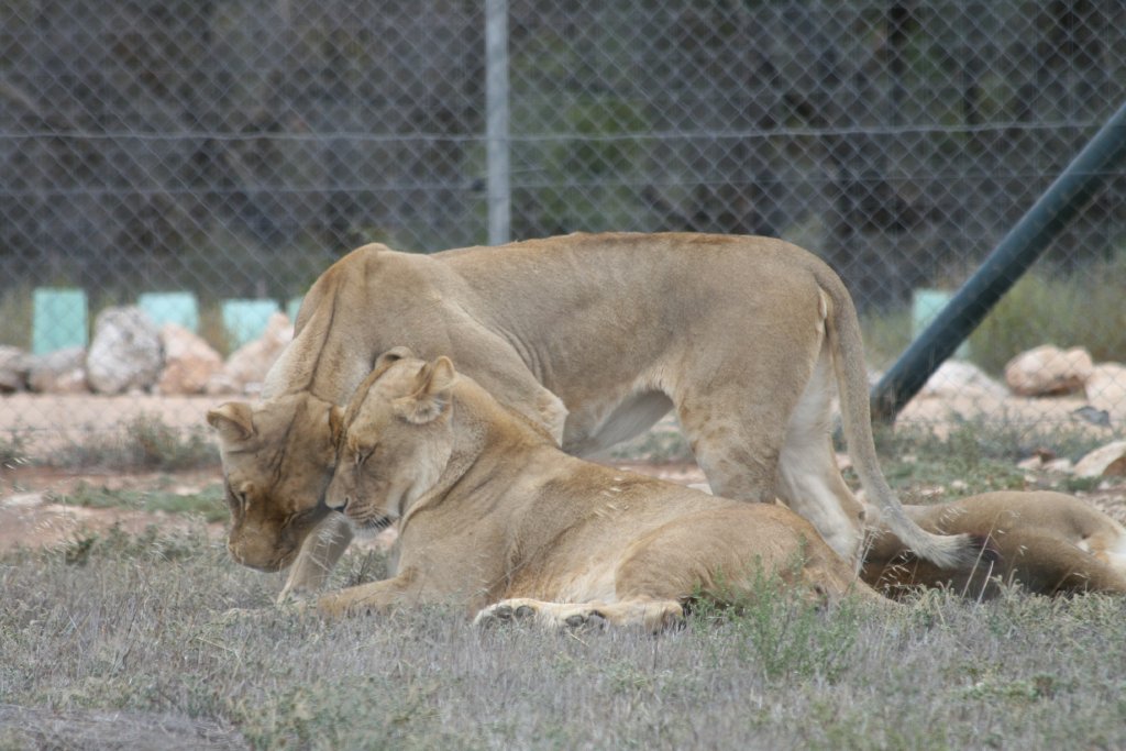 Lionesses