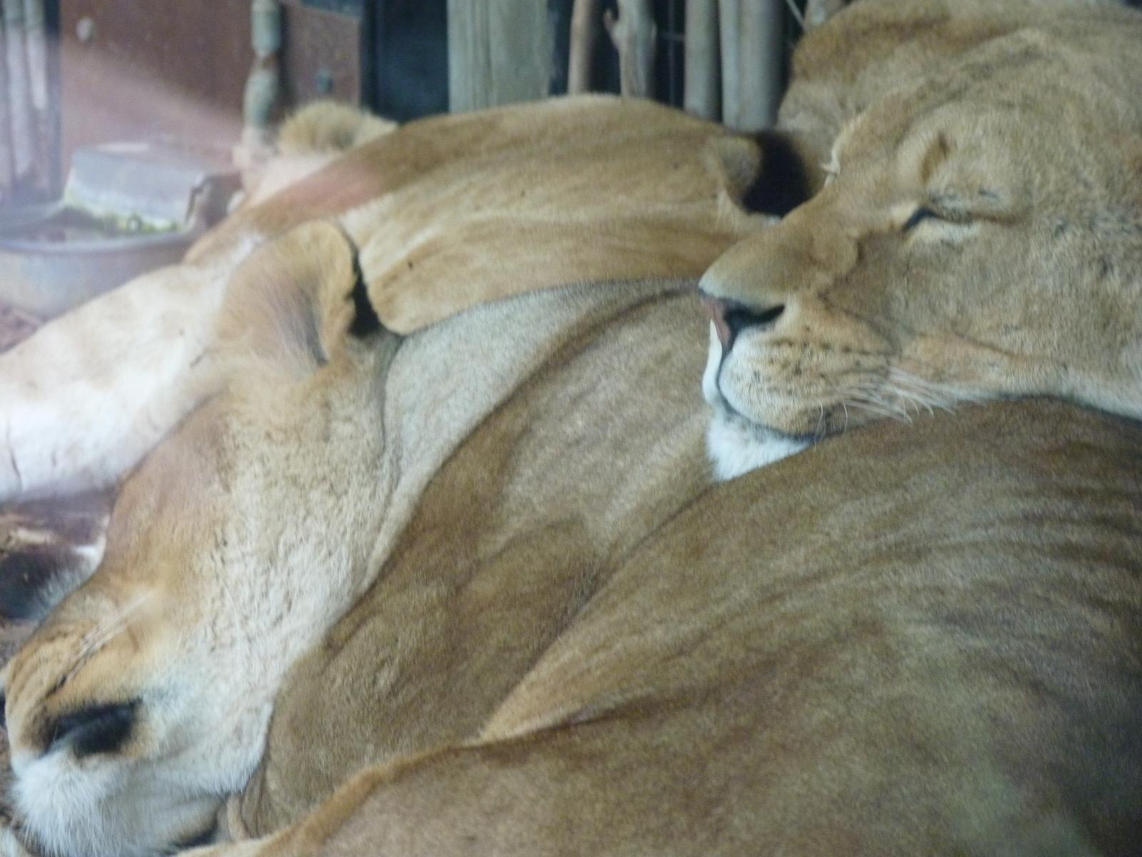 Lionesses